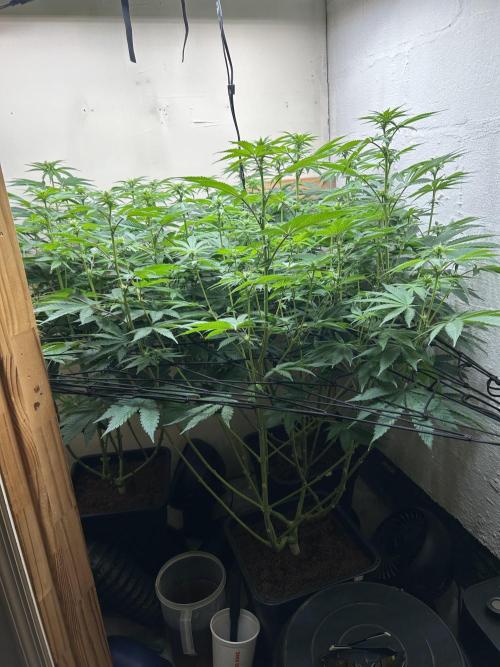 Ice Cream Cake. Week 9 - Day 14 of 12/12