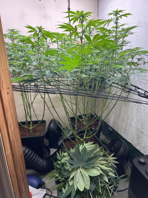 Ice Cream Cake. Week 9 - Day 14 of 12/12 
Lollypopped and defoliated