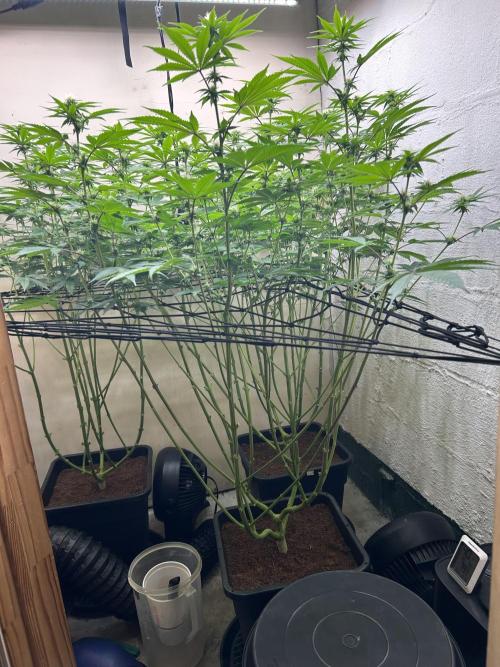 Ice Cream Cake. Week 10 - Day 21 of flower