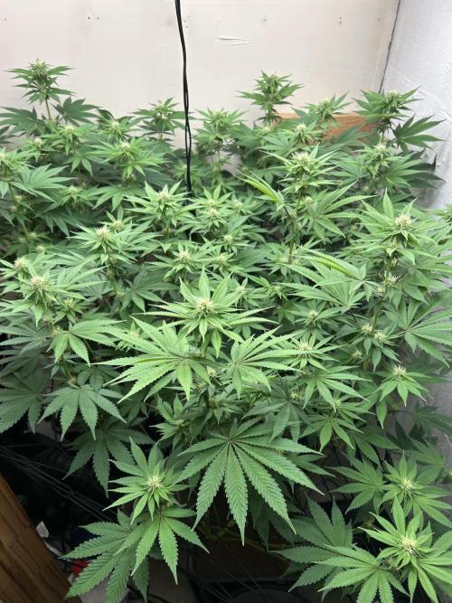 Ice Cream Cake. Week 10 - Day 21 of flower