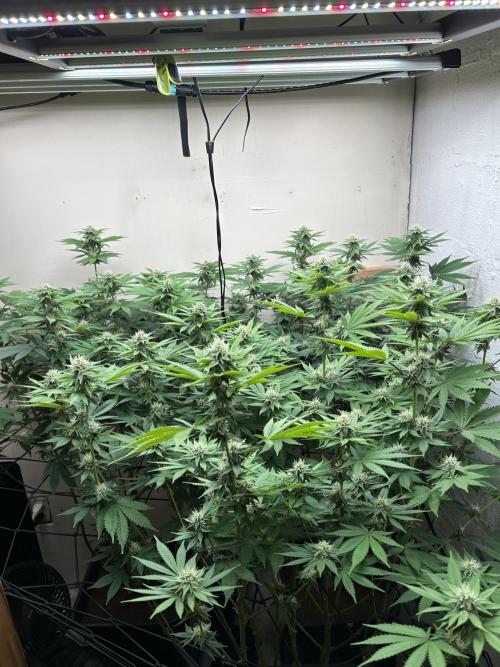 Ice Cream Cake. Week 11