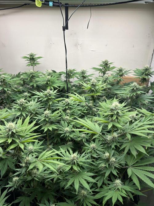 Ice Cream Cake. Week 11