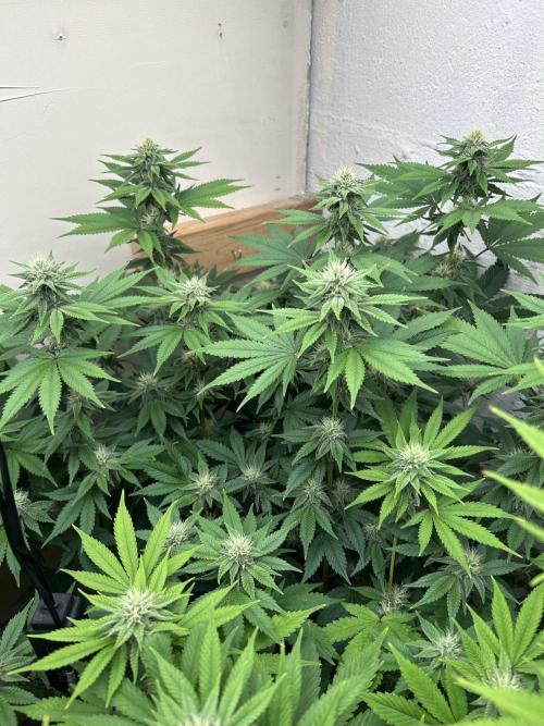 Ice Cream Cake. Week 11