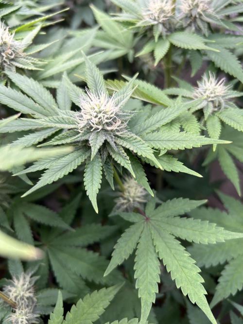 Ice Cream Cake. Week 11