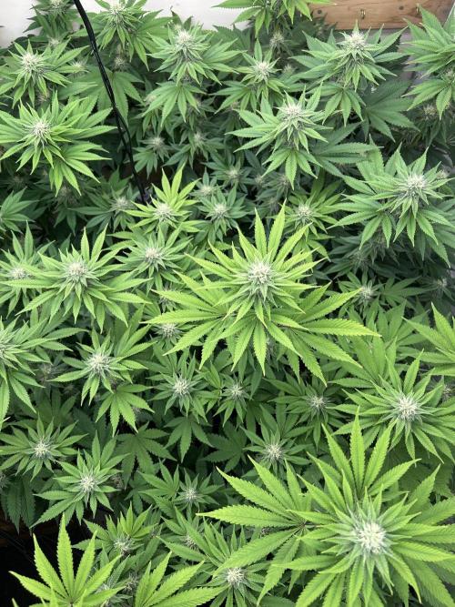 Ice Cream Cake. Week 11