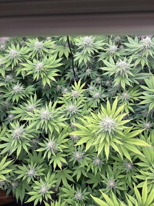 Ice Cream Cake. Week 12