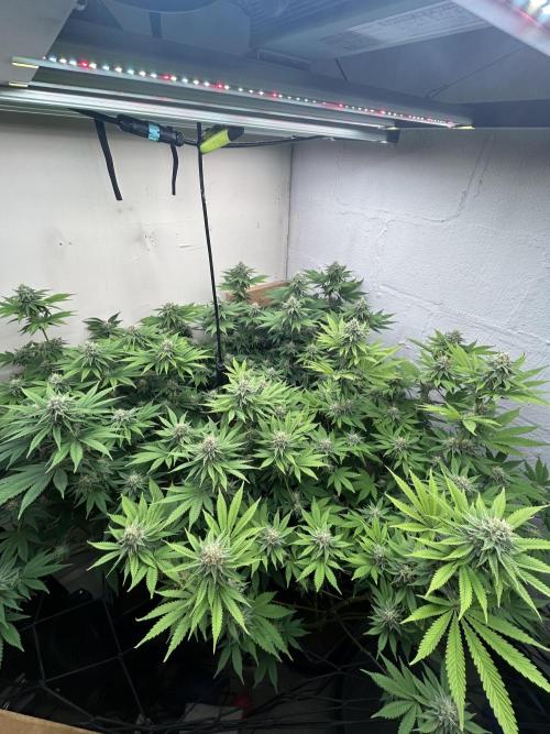 Ice Cream Cake. Week 12