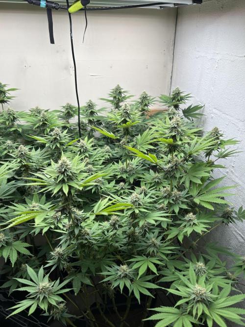 Ice Cream Cake. Week 12