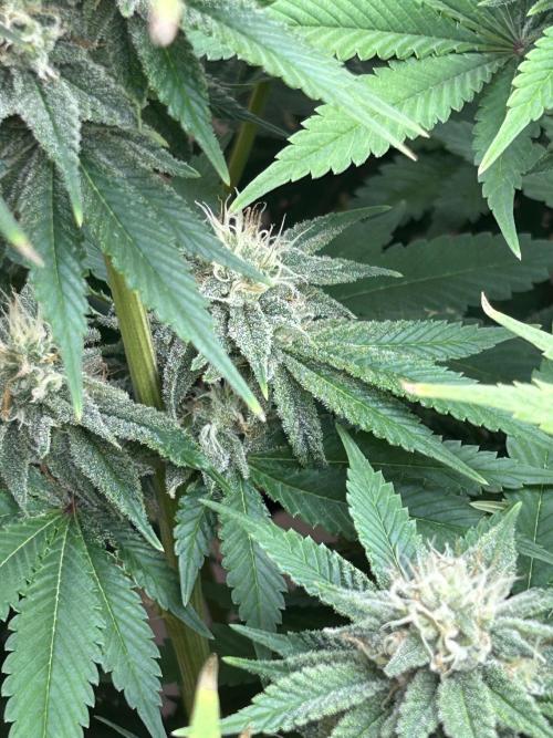 Ice Cream Cake. Week 12