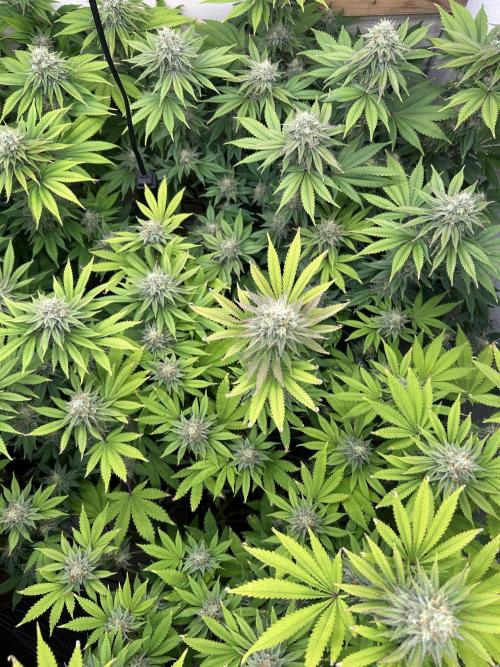 Ice Cream Cake. Week 13