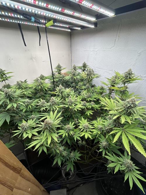 Ice Cream Cake. Week 13