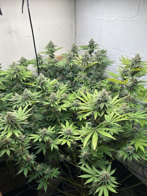 Ice Cream Cake. Week 13