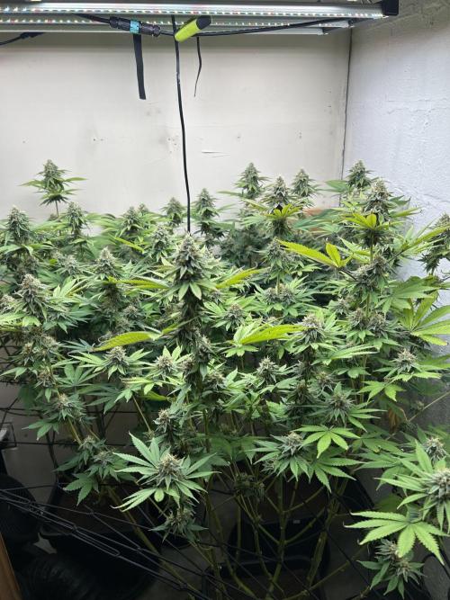 Ice Cream Cake. Week 13