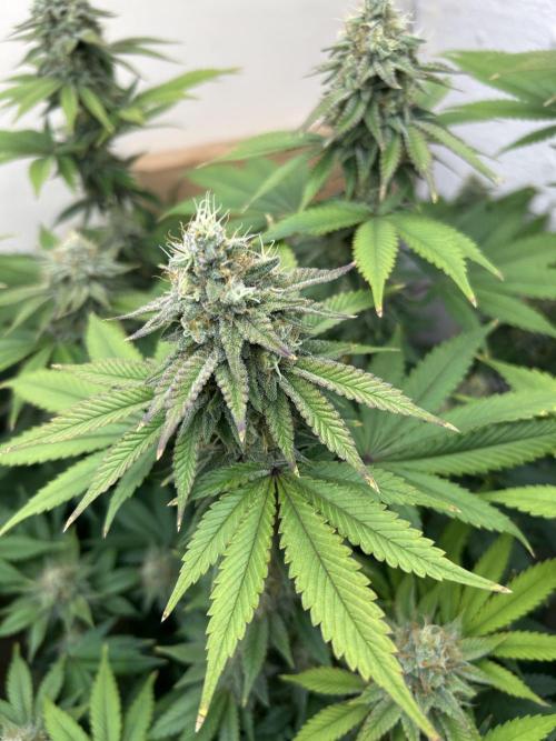 Ice Cream Cake. Week 13