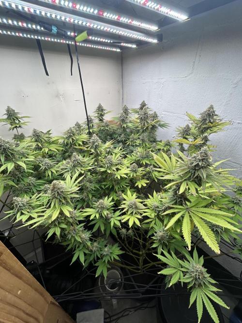 Ice Cream Cake. Week 14