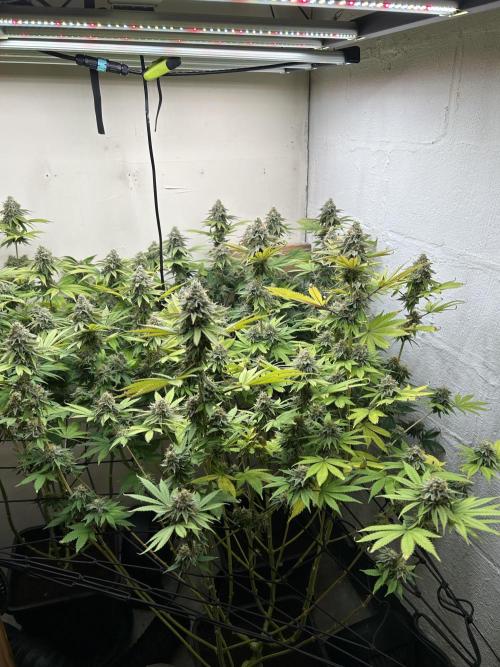 Ice Cream Cake. Week 14