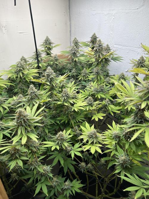 Ice Cream Cake. Week 14