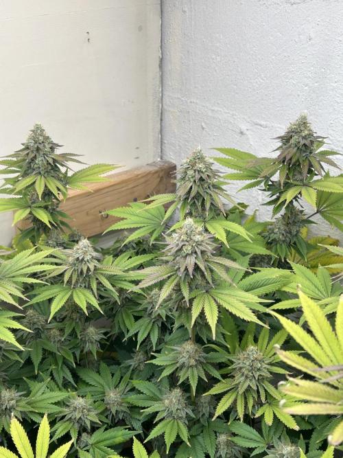 Ice Cream Cake. Week 14