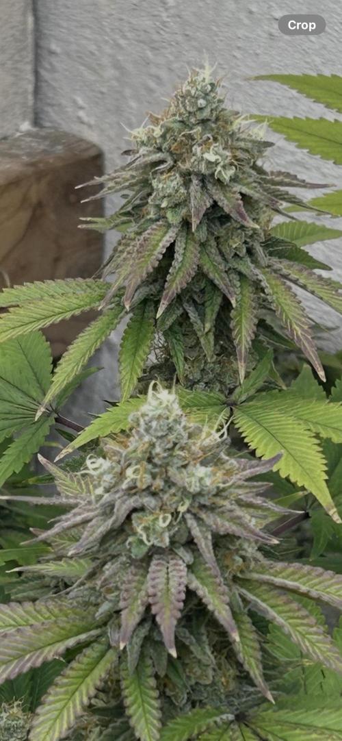 Ice Cream Cake. Week 14