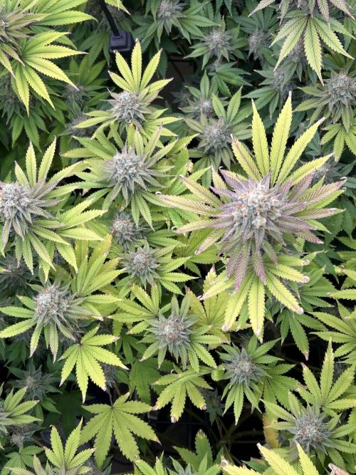 Ice Cream Cake. Week 14