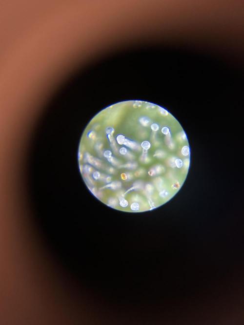 Ice Cream Cake. Week 14