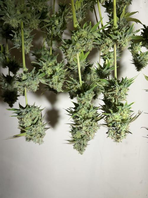 Ice Cream Cake. Week 16