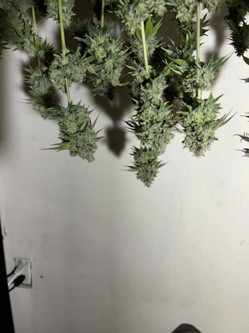 Ice Cream Cake. Week 16