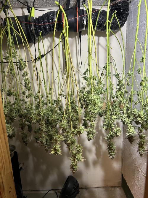 Ice Cream Cake. Week 16