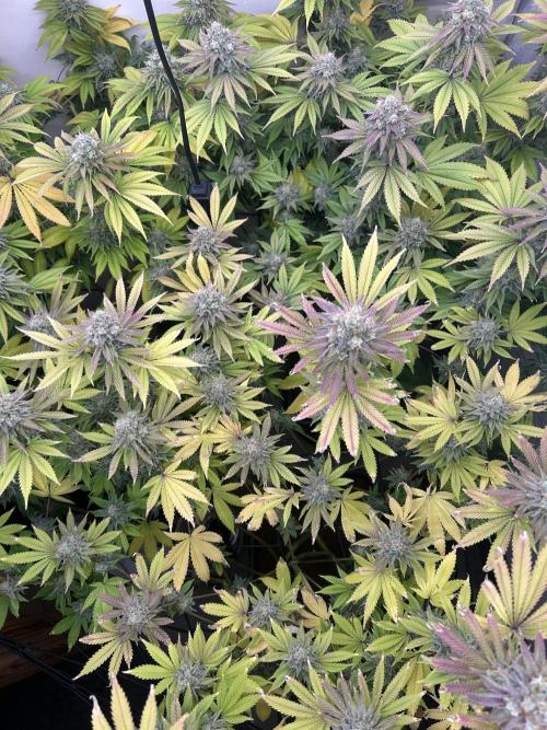 Ice Cream Cake. Week 16