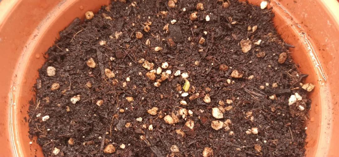 Caramelo Early Version. Week 0