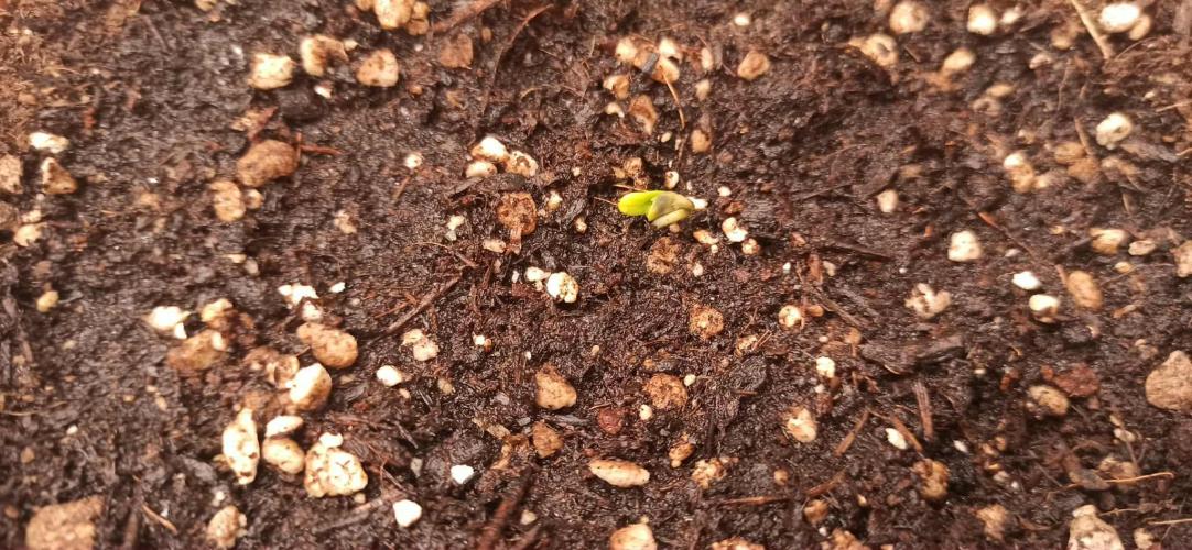 Caramelo Early Version. Week 0