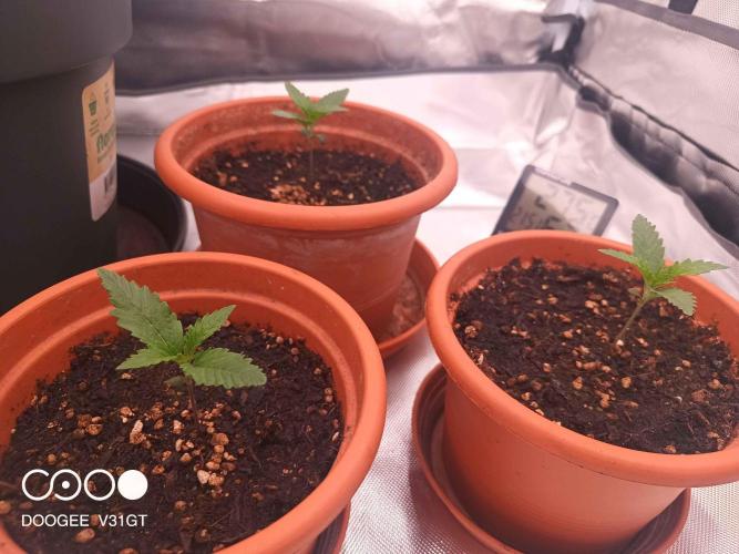 Caramelo Early Version. Week 1