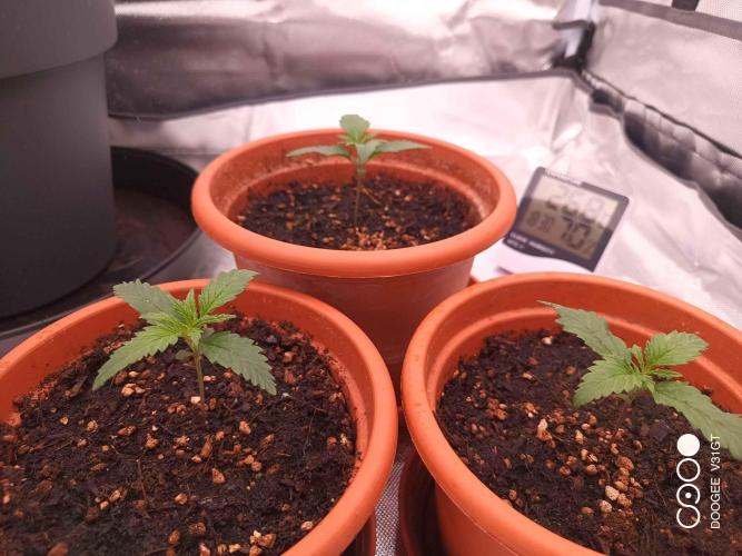 Caramelo Early Version. Week 1