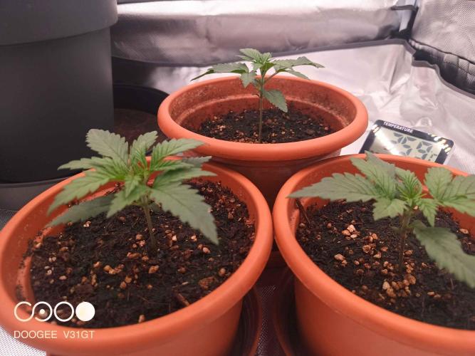 Caramelo Early Version. Week 2