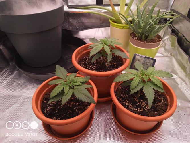 Caramelo Early Version. Week 2