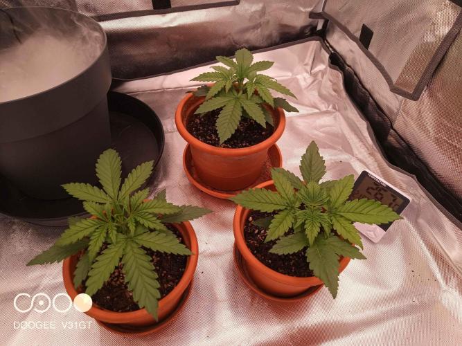 Caramelo Early Version. Week 2