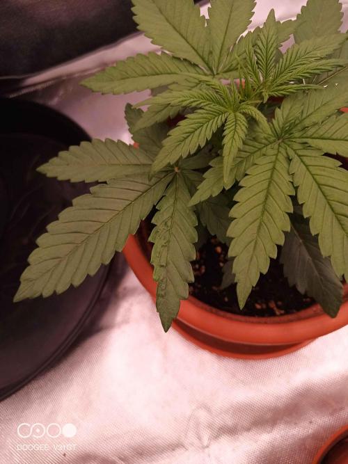 Caramelo Early Version. Week 2