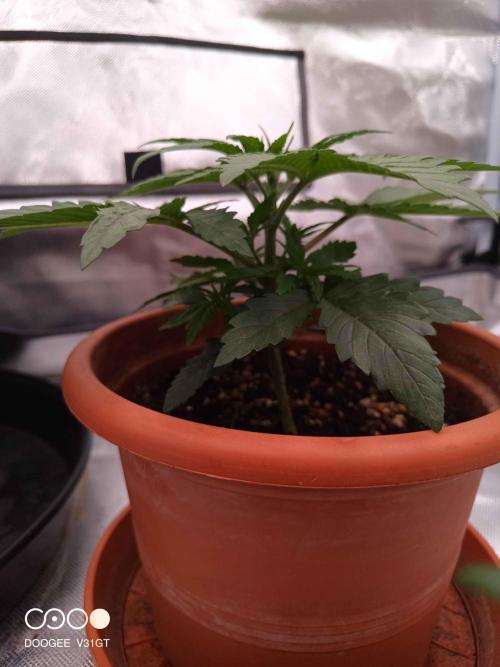 Caramelo Early Version. Week 2