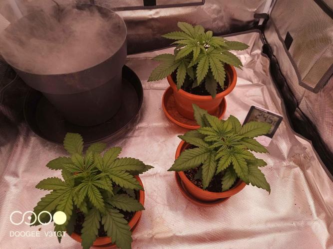 Caramelo Early Version. Week 3