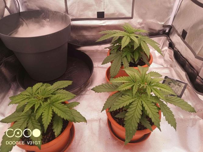 Caramelo Early Version. Week 3