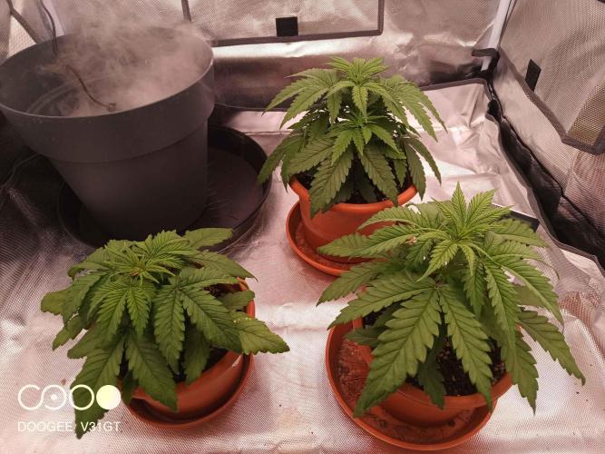 Caramelo Early Version. Week 3