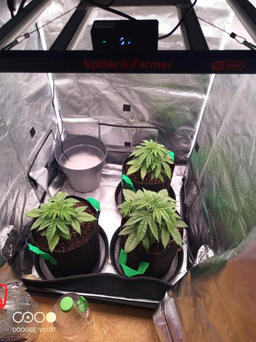 Caramelo Early Version. Week 3