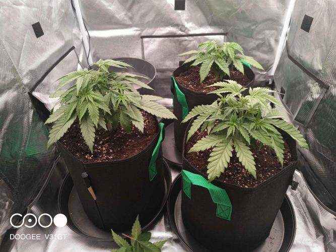 Caramelo Early Version. Week 3