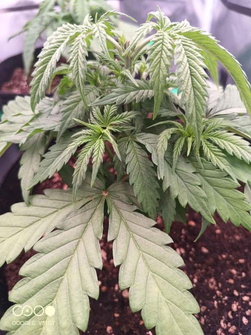 Caramelo Early Version. Week 3