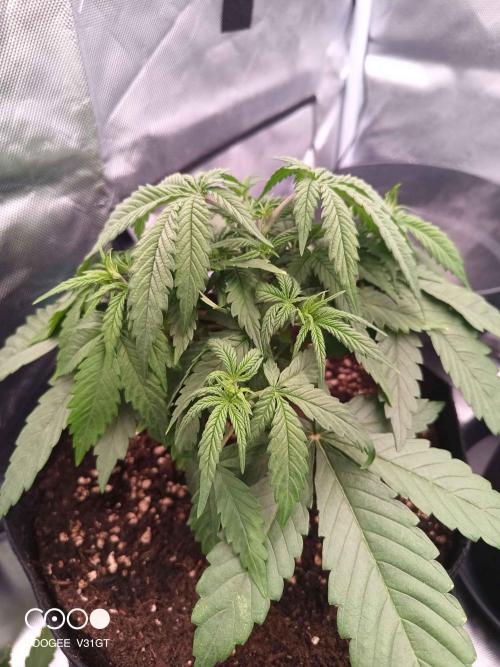 Caramelo Early Version. Week 3