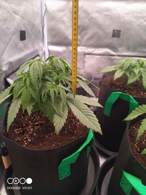 Caramelo Early Version. Week 3