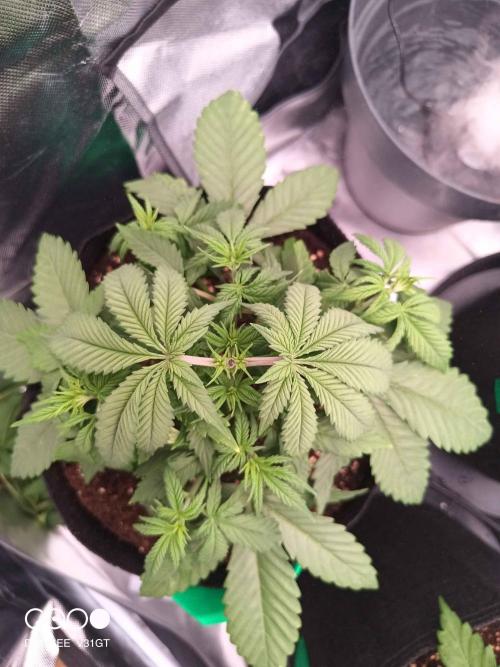 Caramelo Early Version. Week 3