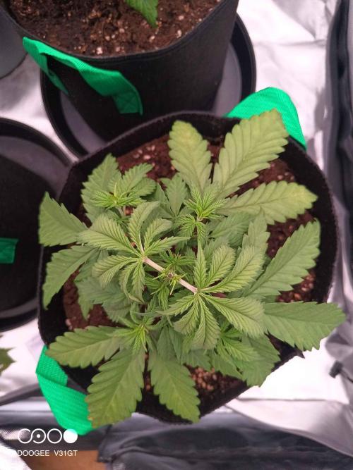 Caramelo Early Version. Week 3