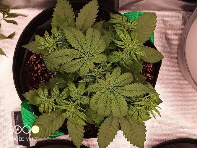 Caramelo Early Version. Week 3