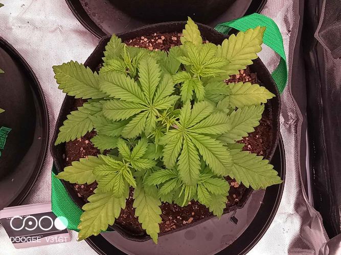 Caramelo Early Version. Week 3